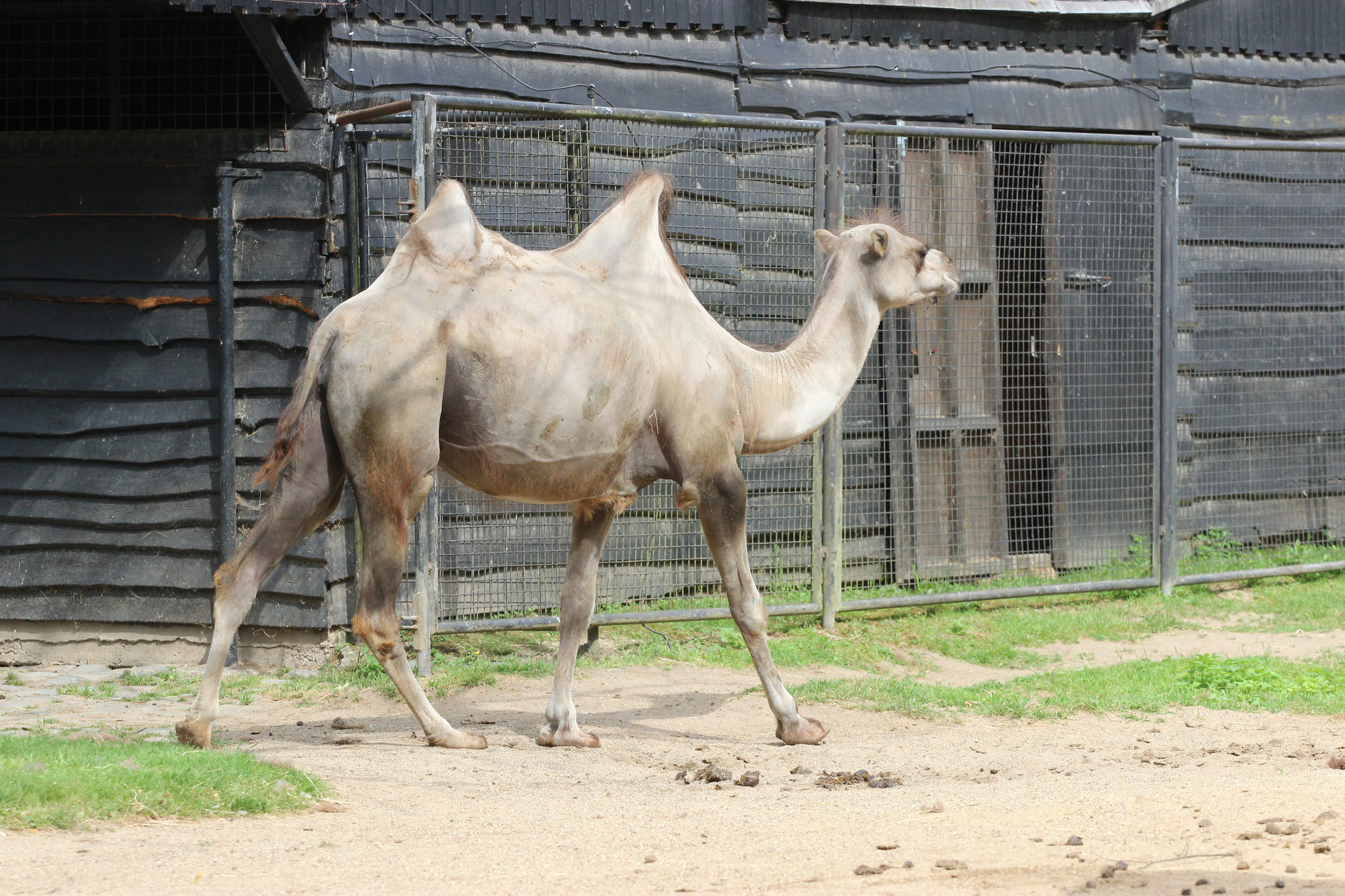 Dierenpark Planckendael